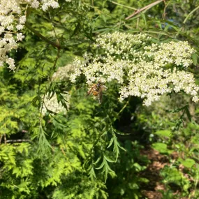 Cutleaf American Elderberry - Sambucus canadensis 'Laciniatus'